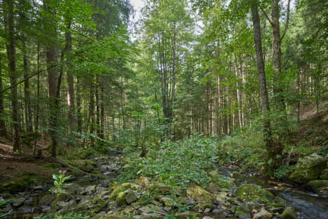 Gemeinde Waldkirchen Landkreis Freyung-Grafenau Saußbachklamm (Dirschl Johann) Deutschland FRG